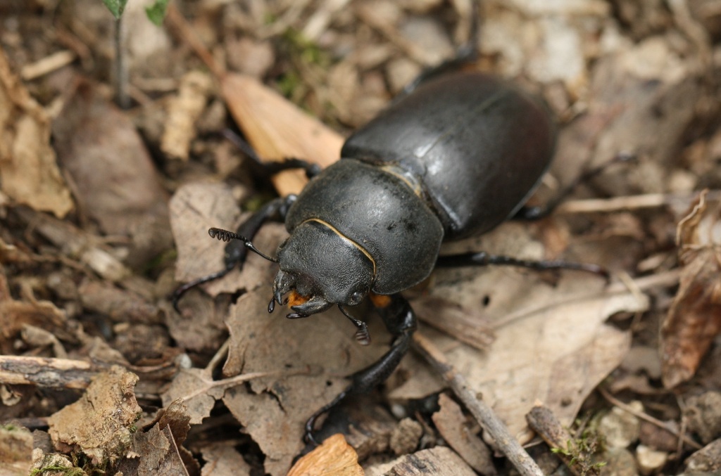 Lucanus cervus femmina