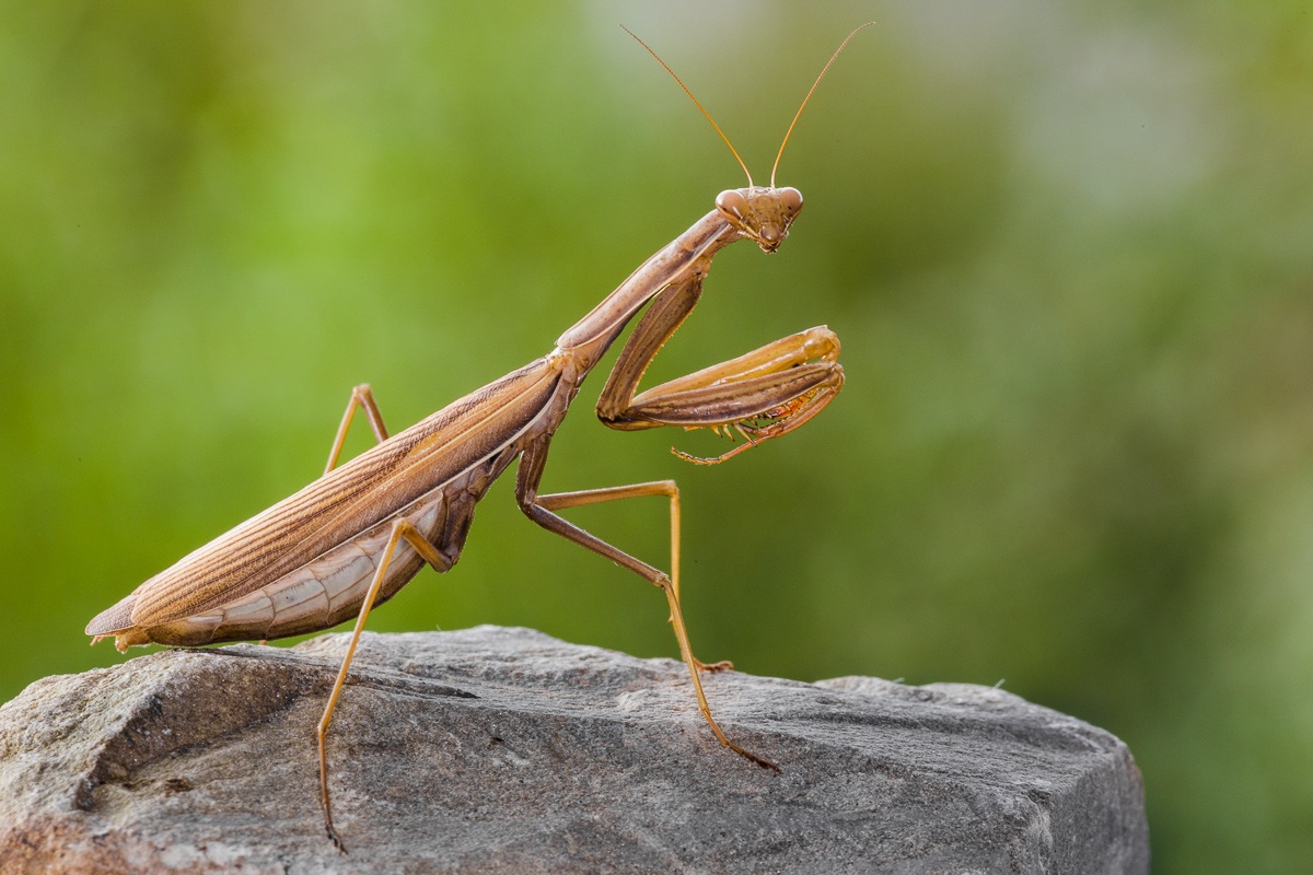 Mantide religiosa.....