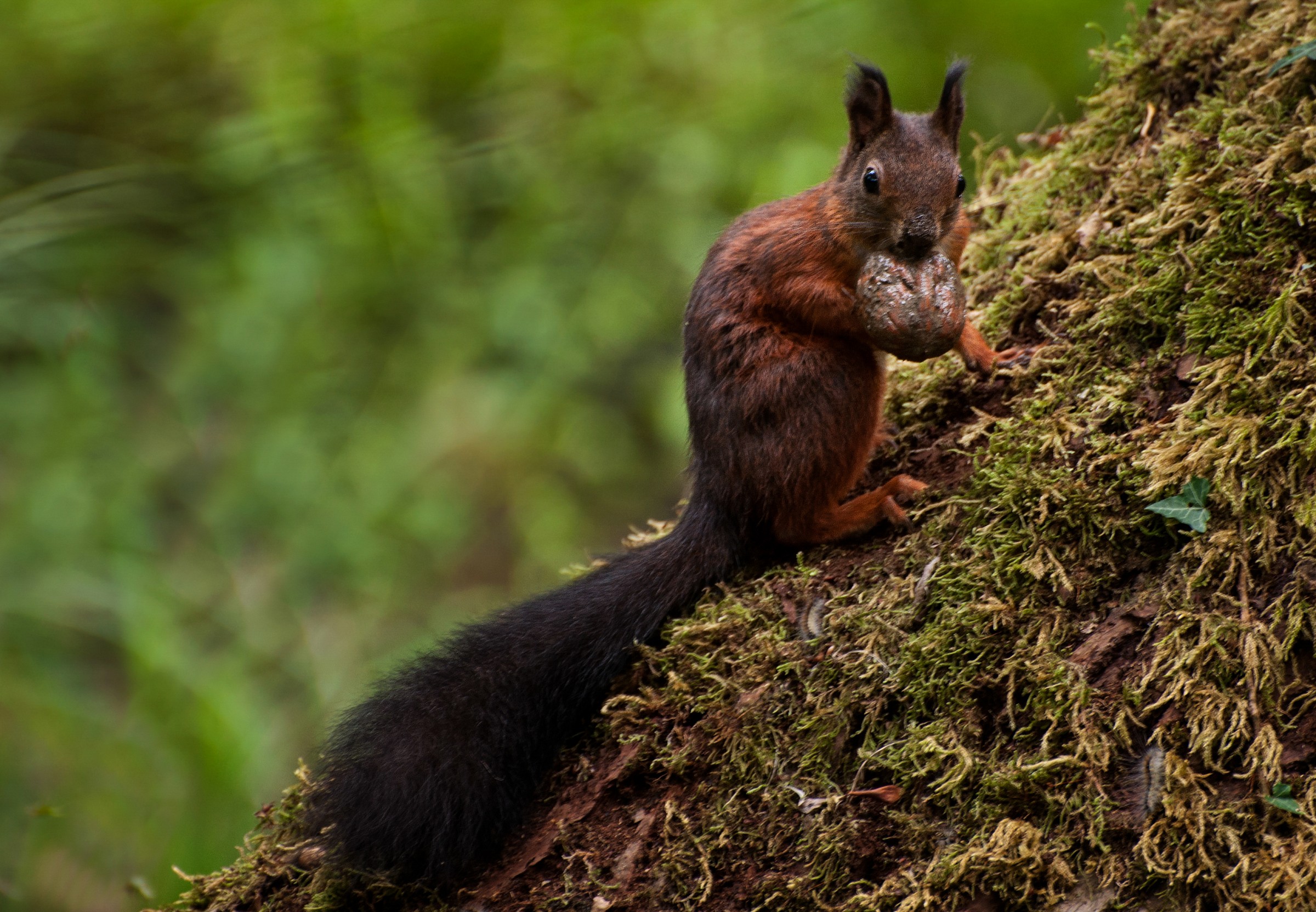 Ooooopss......beccatooo!!!!