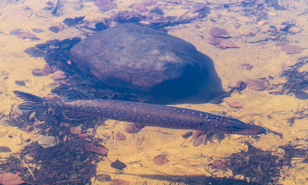 Luccio (Esox lucius)