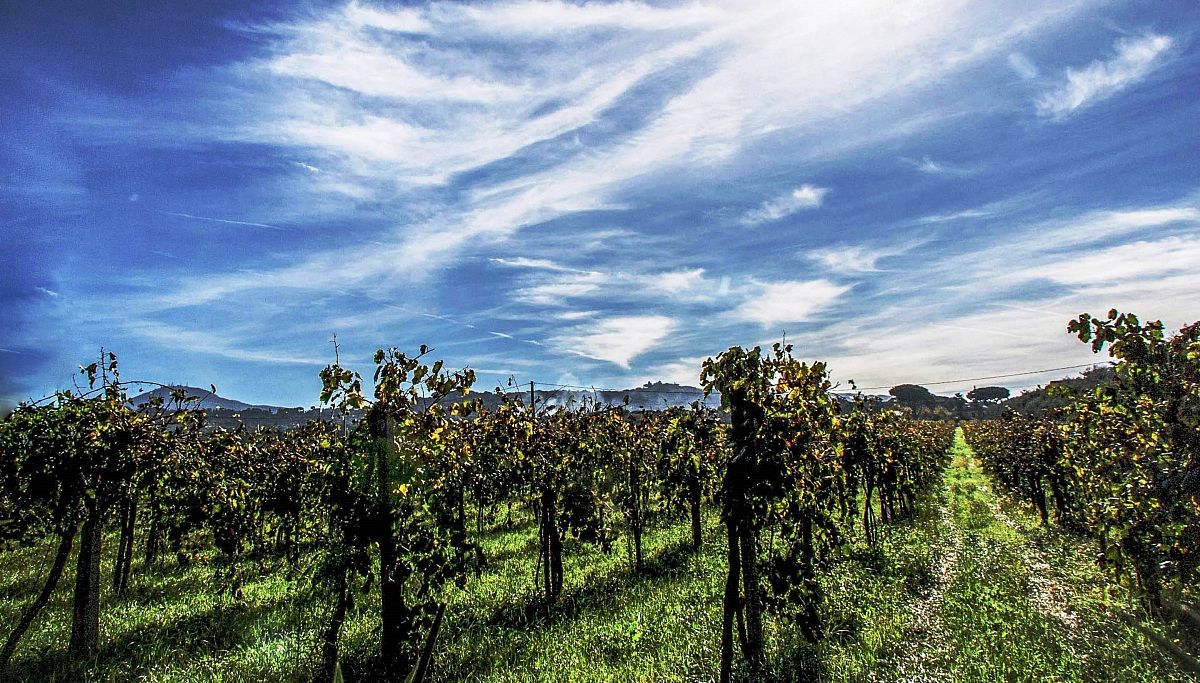 i vigneti dei Monaci Trappisti