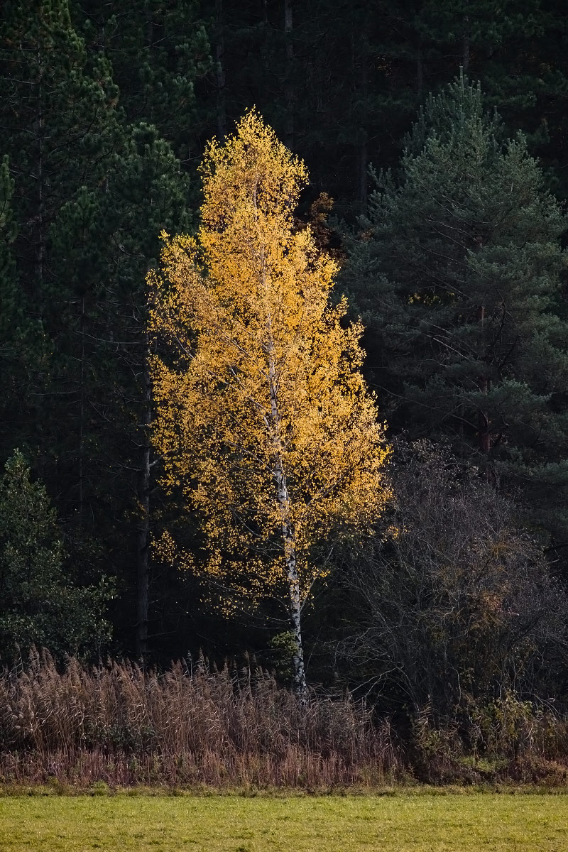 Provenza in autunno, zona alpina - 1