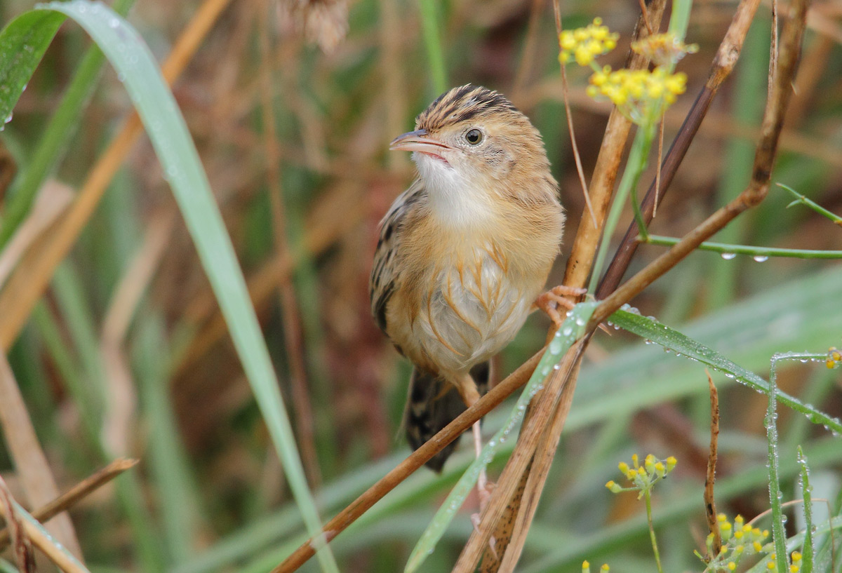 Zitting Cisticola