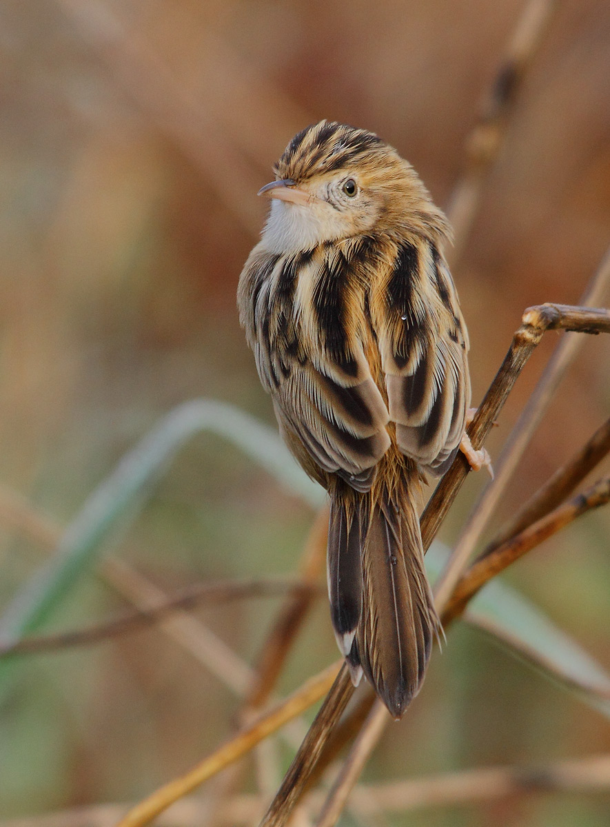 Zitting Cisticola