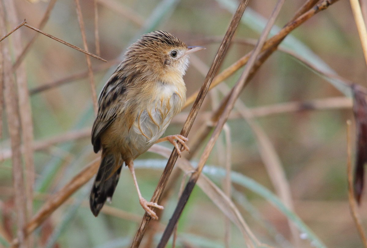 Zitting Cisticola