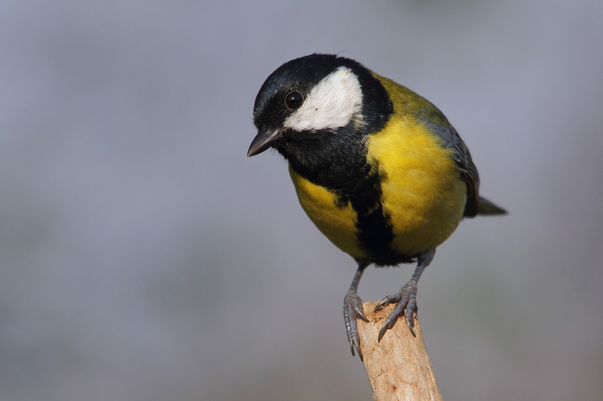 great tit