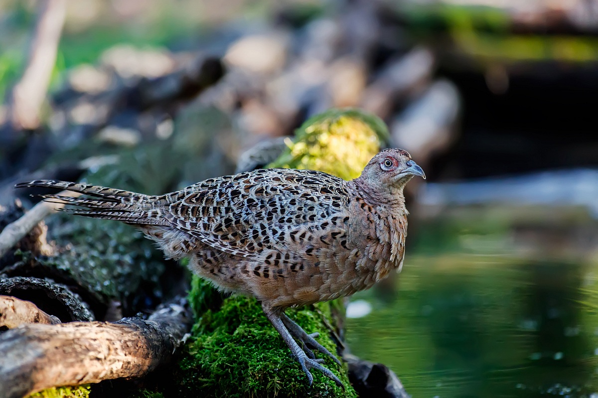La fagiana alle prime luci del giorno