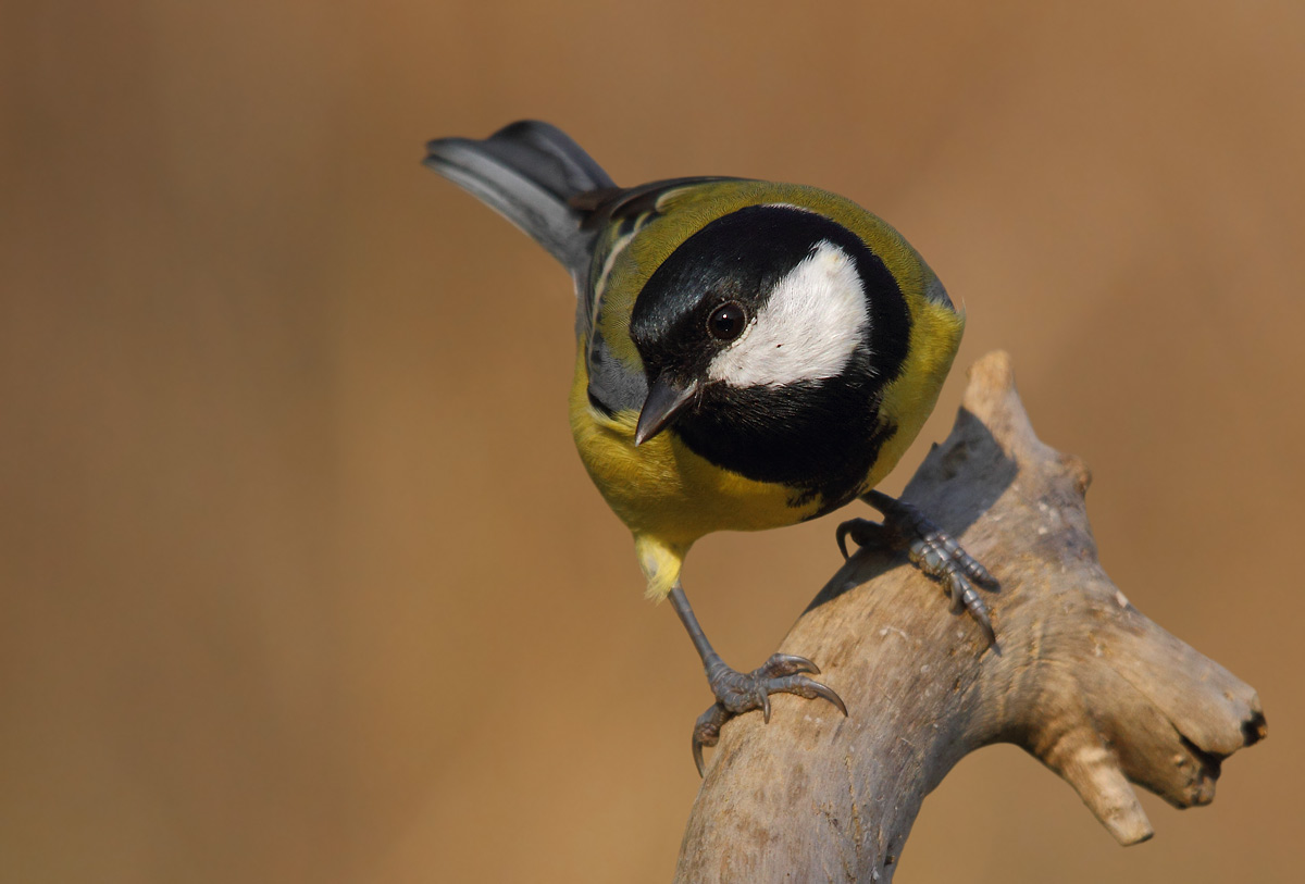 great tit