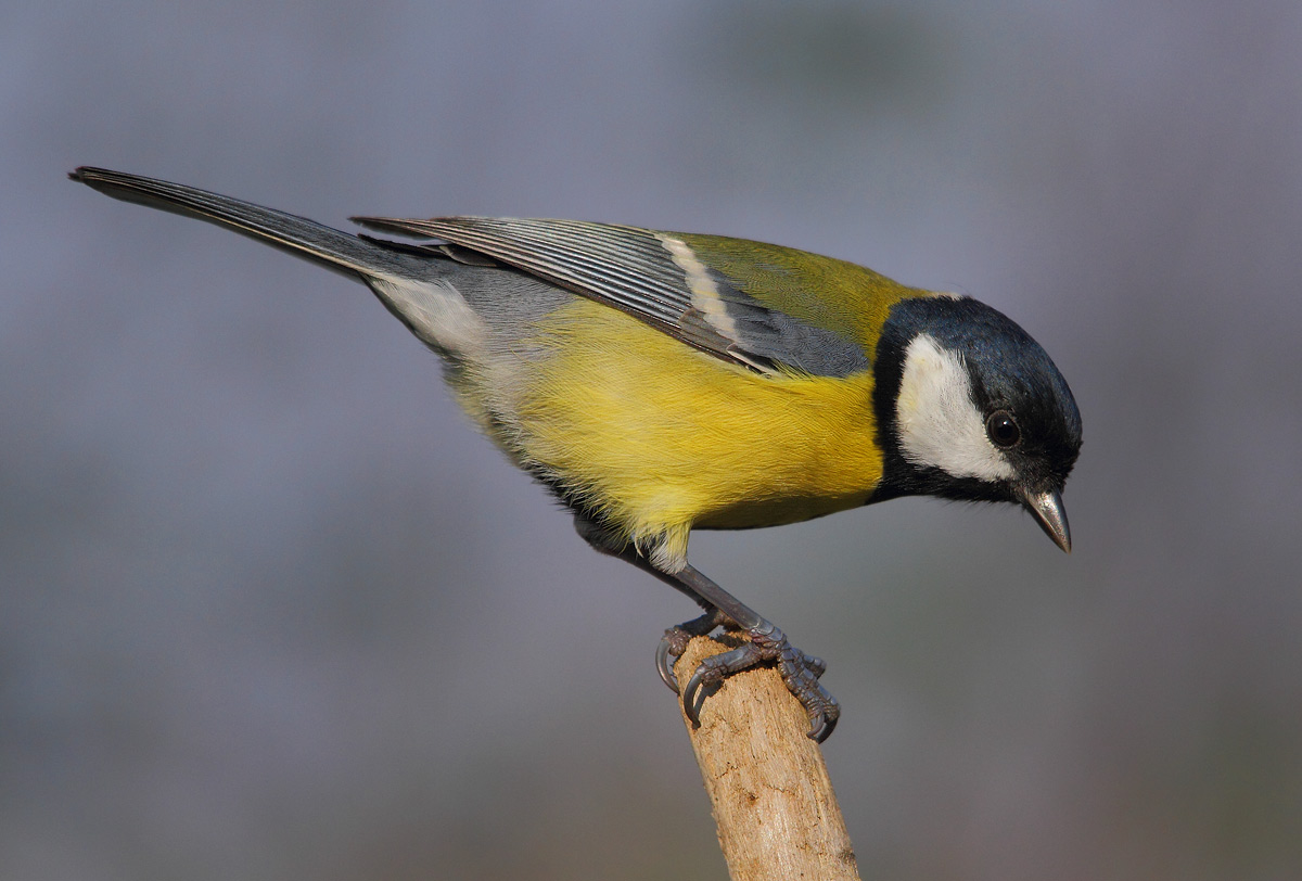 great tit