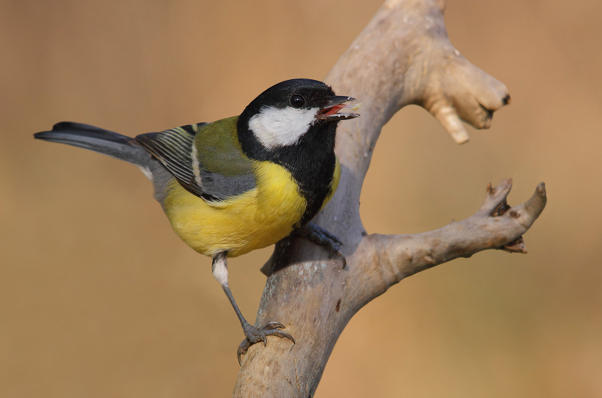 great tit