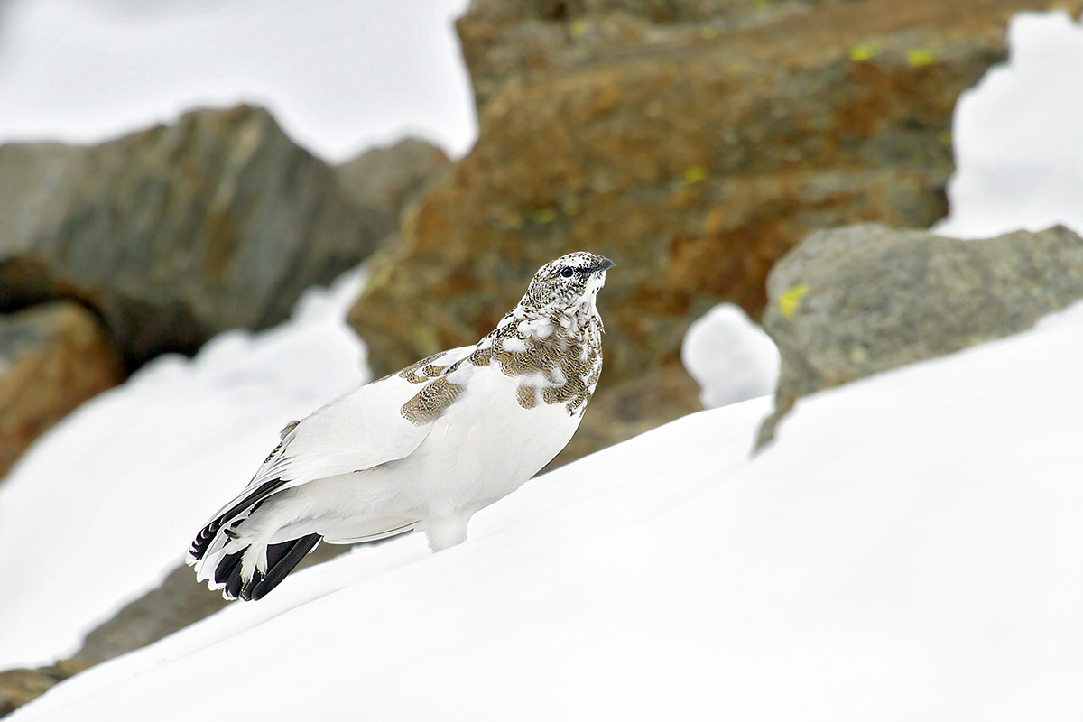 ptarmigan in stretching pns