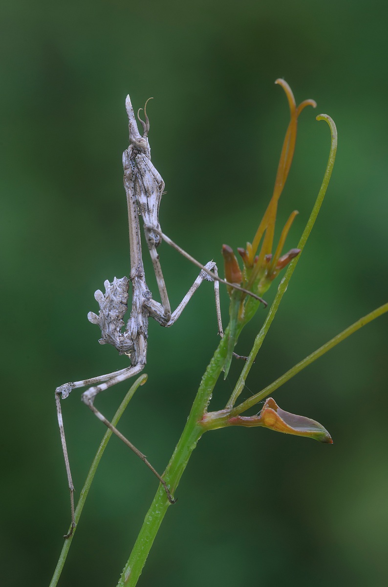 empusa