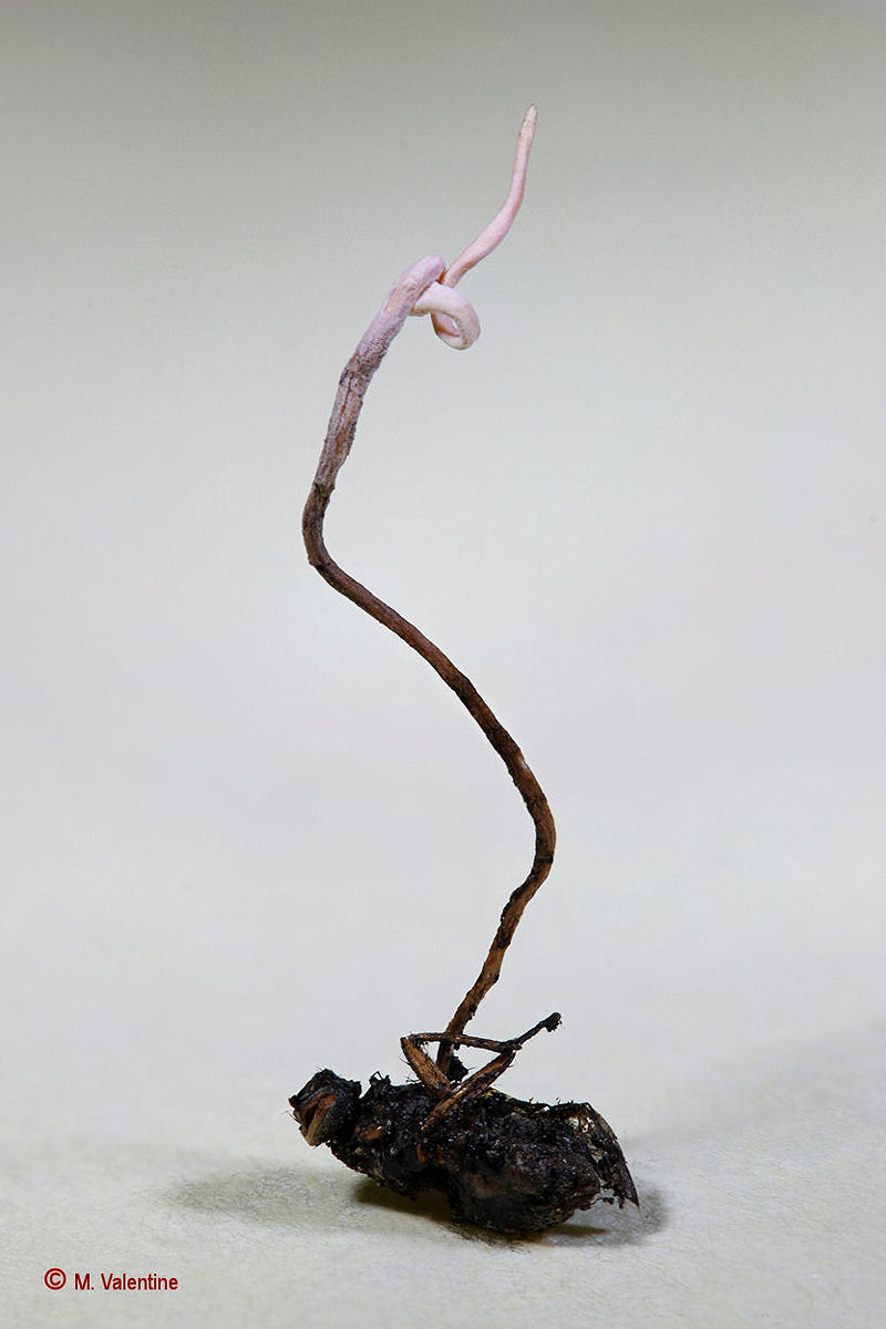 Hymenostilbe muscaria