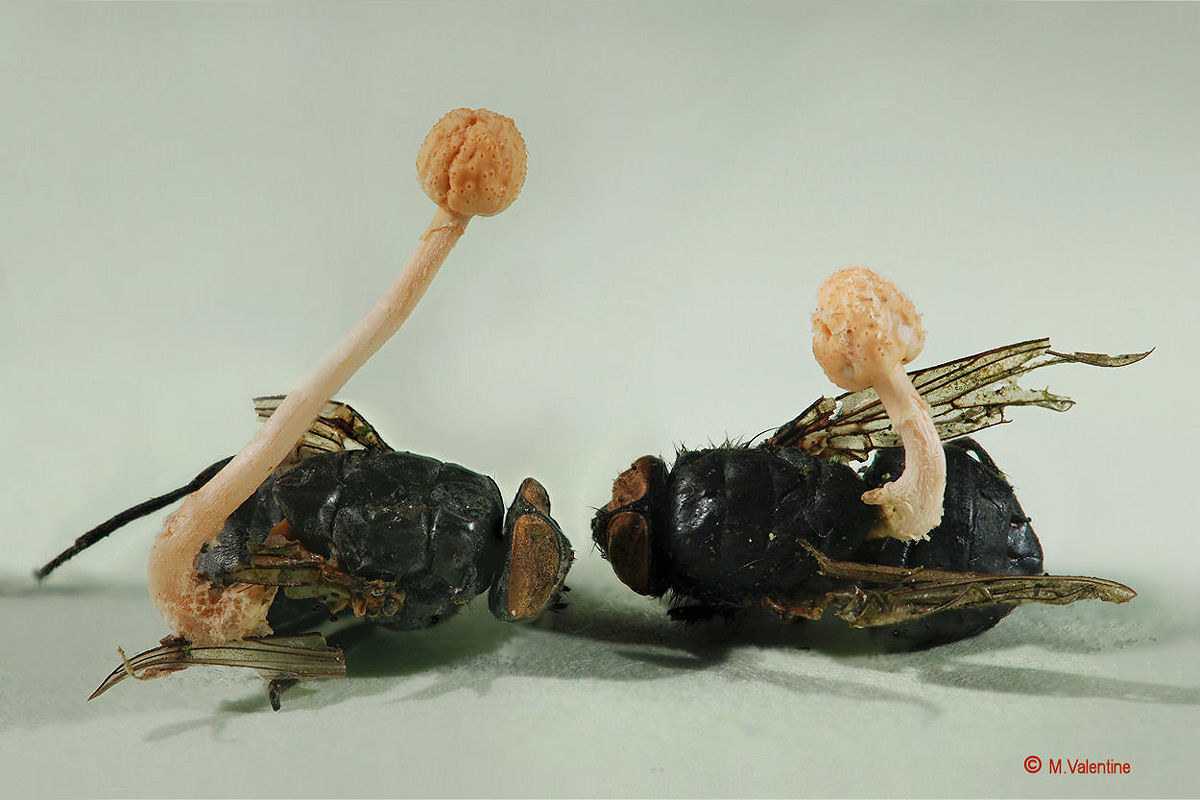 Ophiocordyceps ditmarii