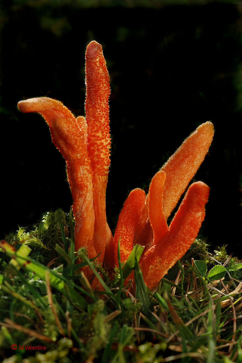 Scarlet Caterpillarclub - Cordyceps militaris