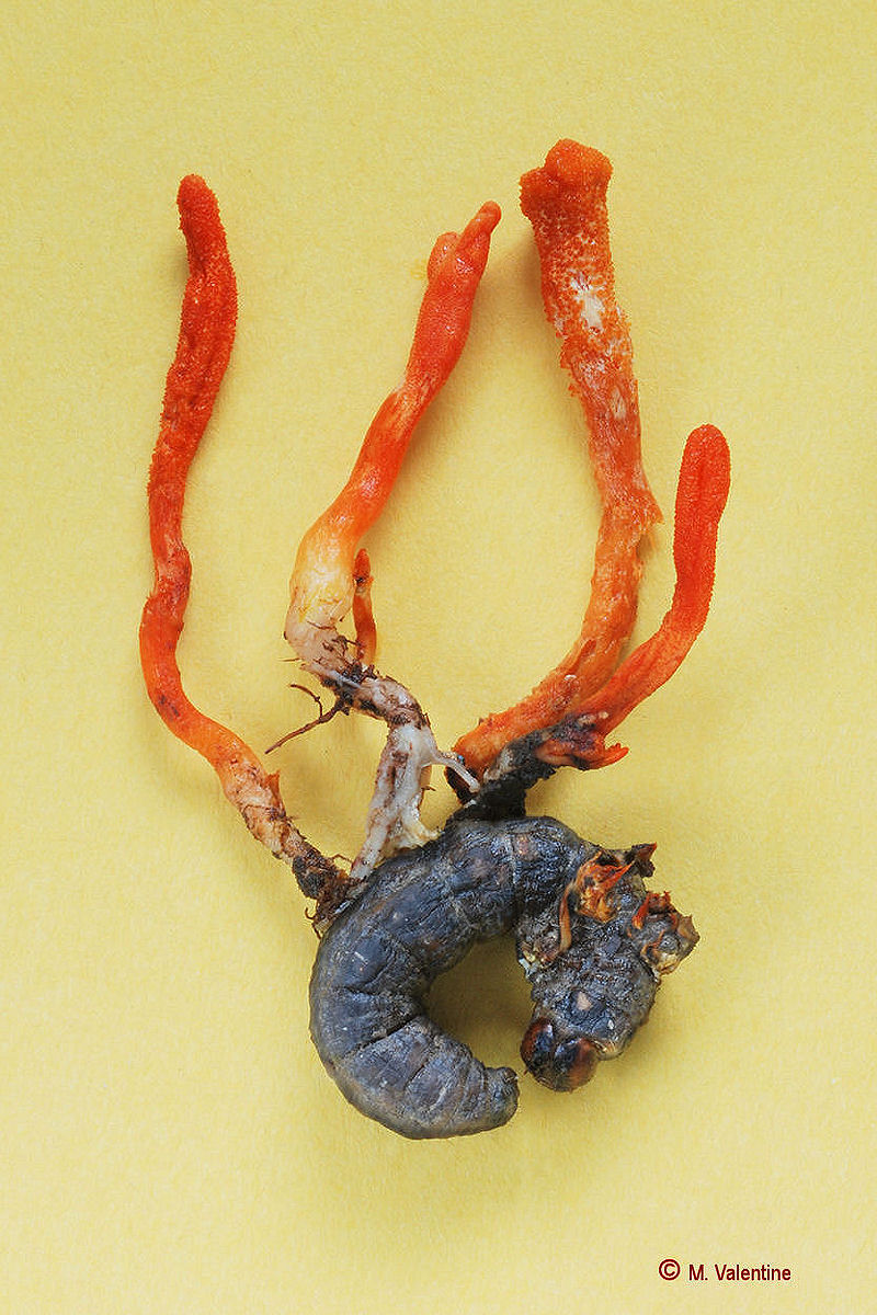 Scarlet Caterpillarclub - Cordyceps militaris