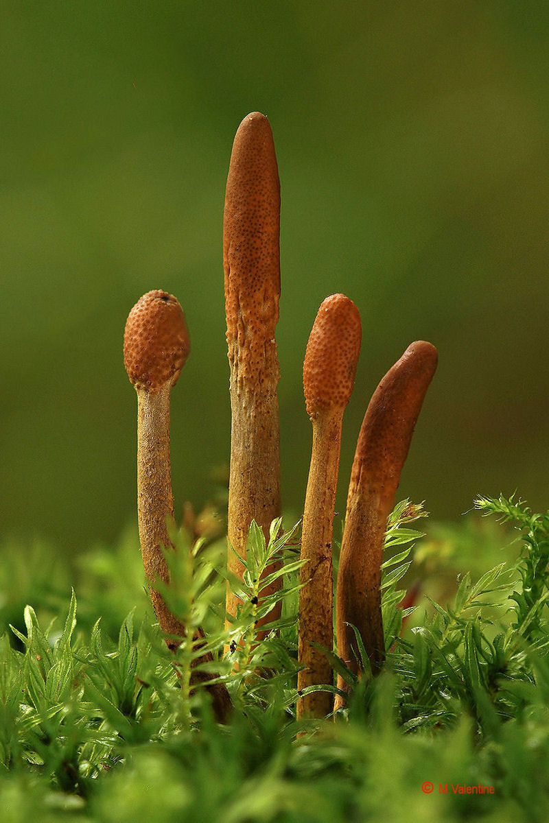 Snaketongue Truffleclub - Cordyceps ophioglossoides