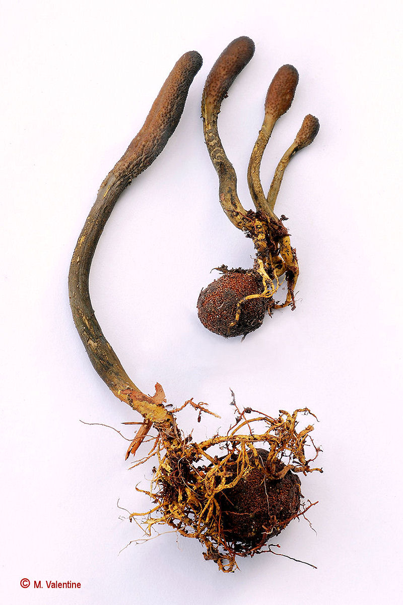 Snaketongue Truffleclub - Cordyceps ophioglossoides