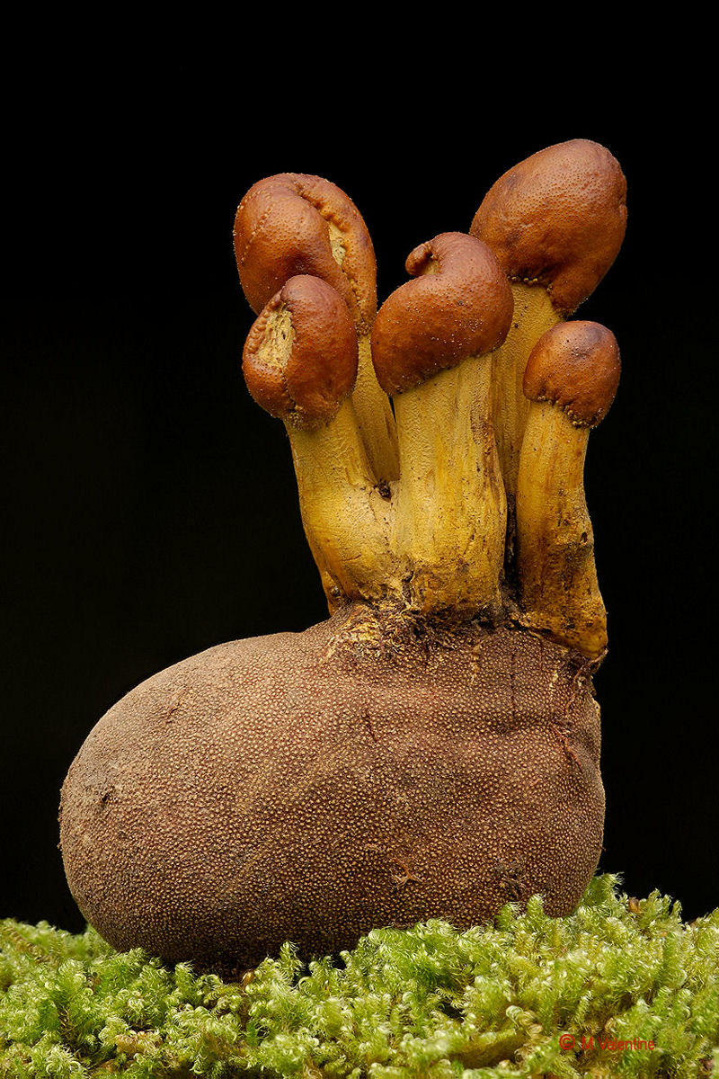 Bacchetta Truffleclub - Elaphocordyceps capitata