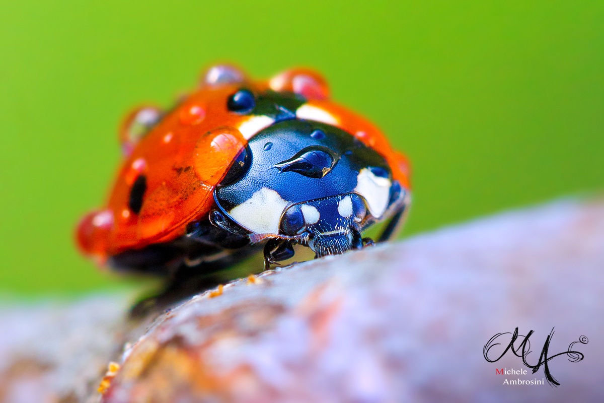 Coccinella septempunctata