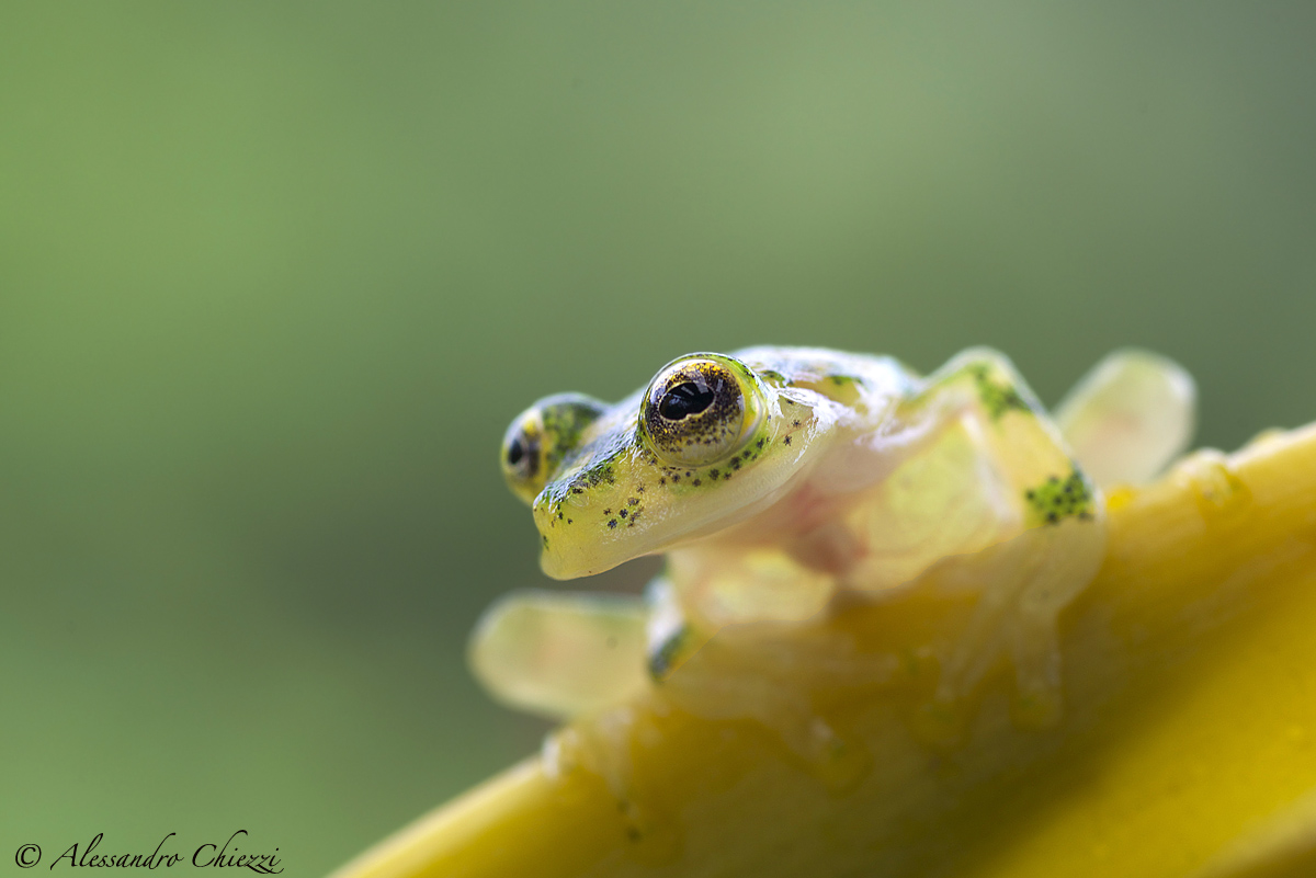 The heart in the foreground