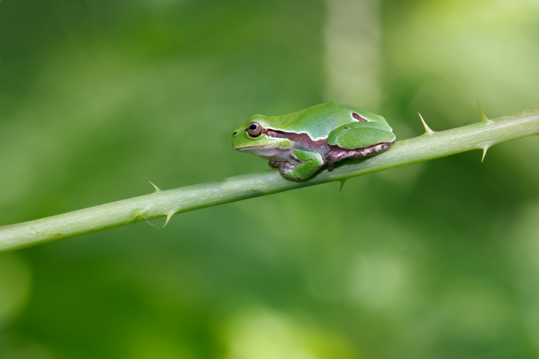 Treefrog