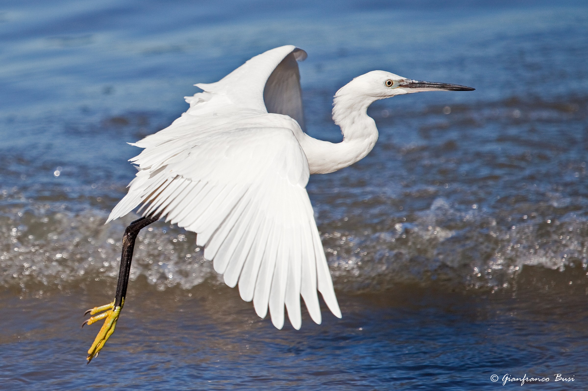 garzetta - egretta garzetta