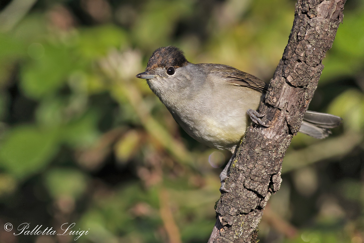 Blackcap (Sylvia atricapilla)