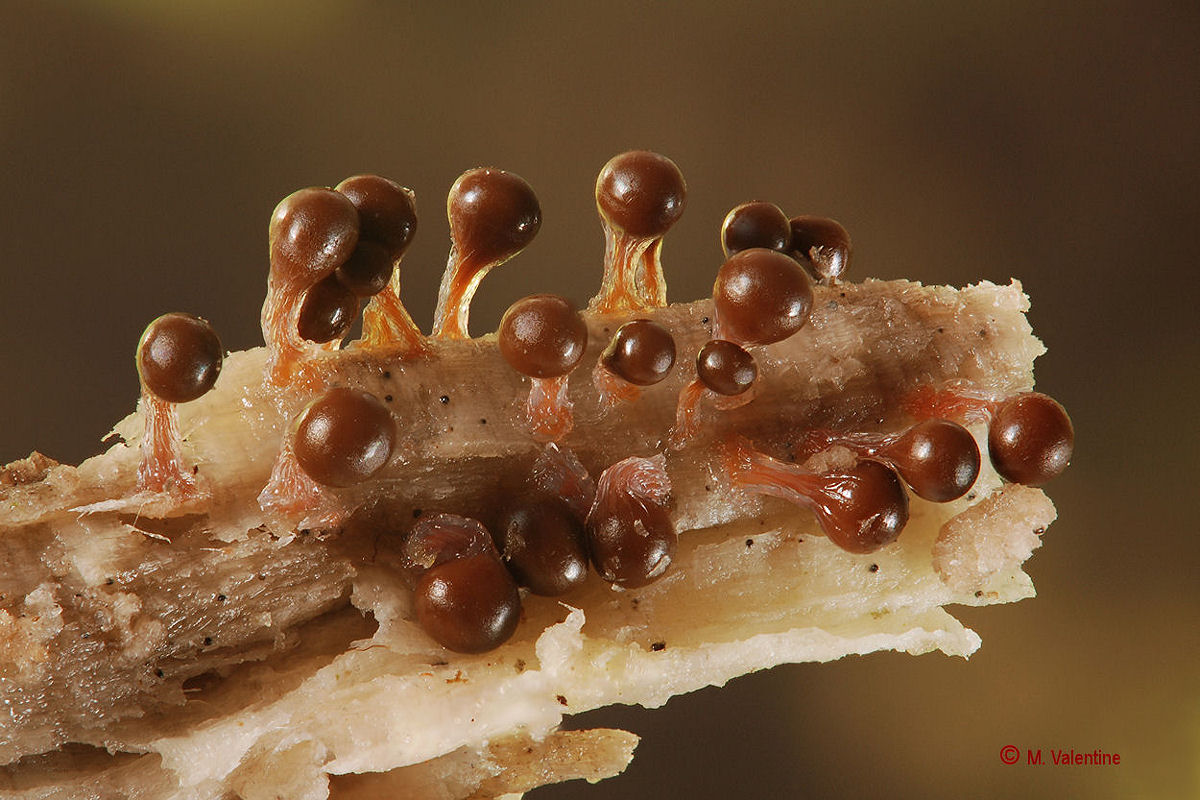 Trichia decipiens var. olivacea