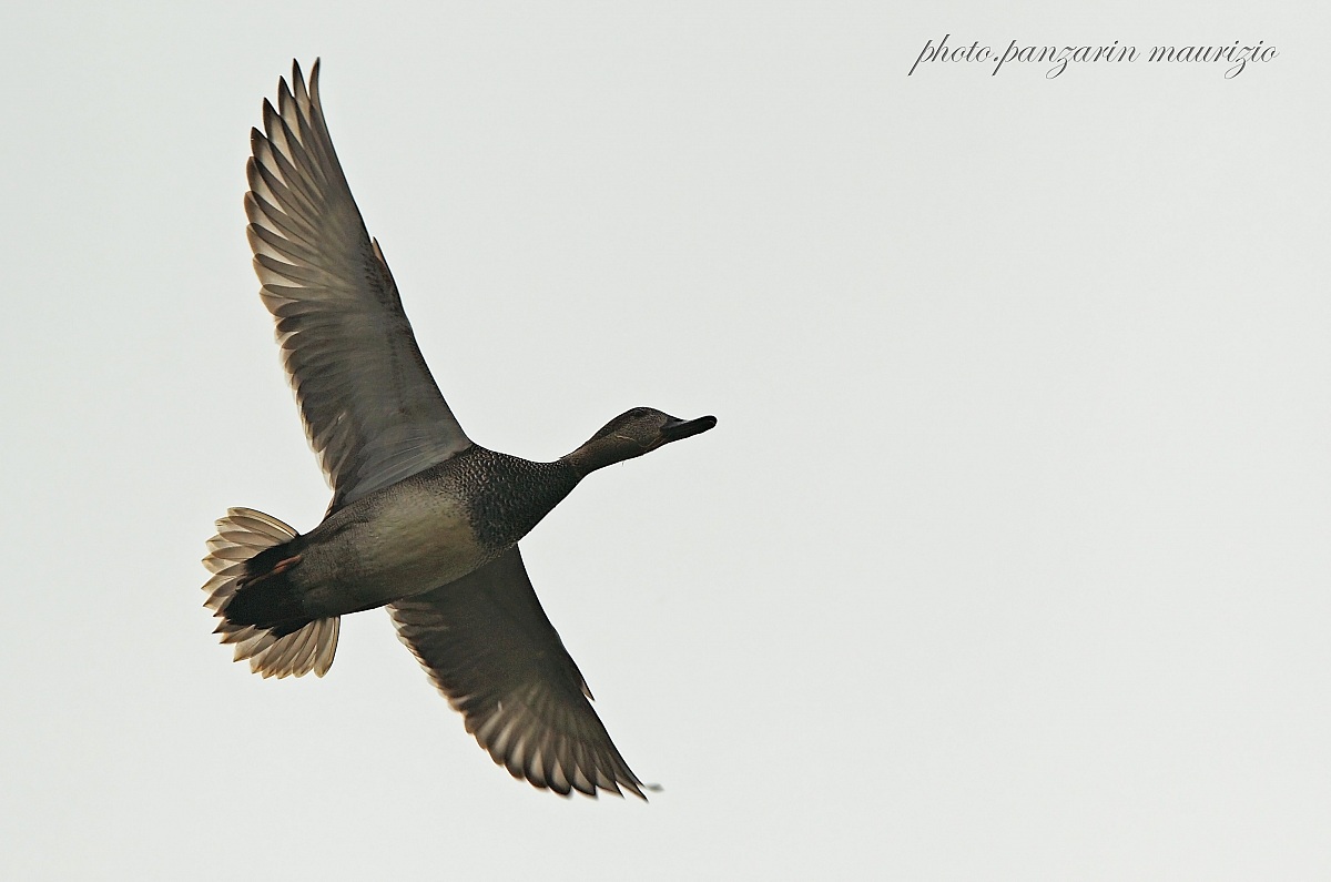 Gadwall