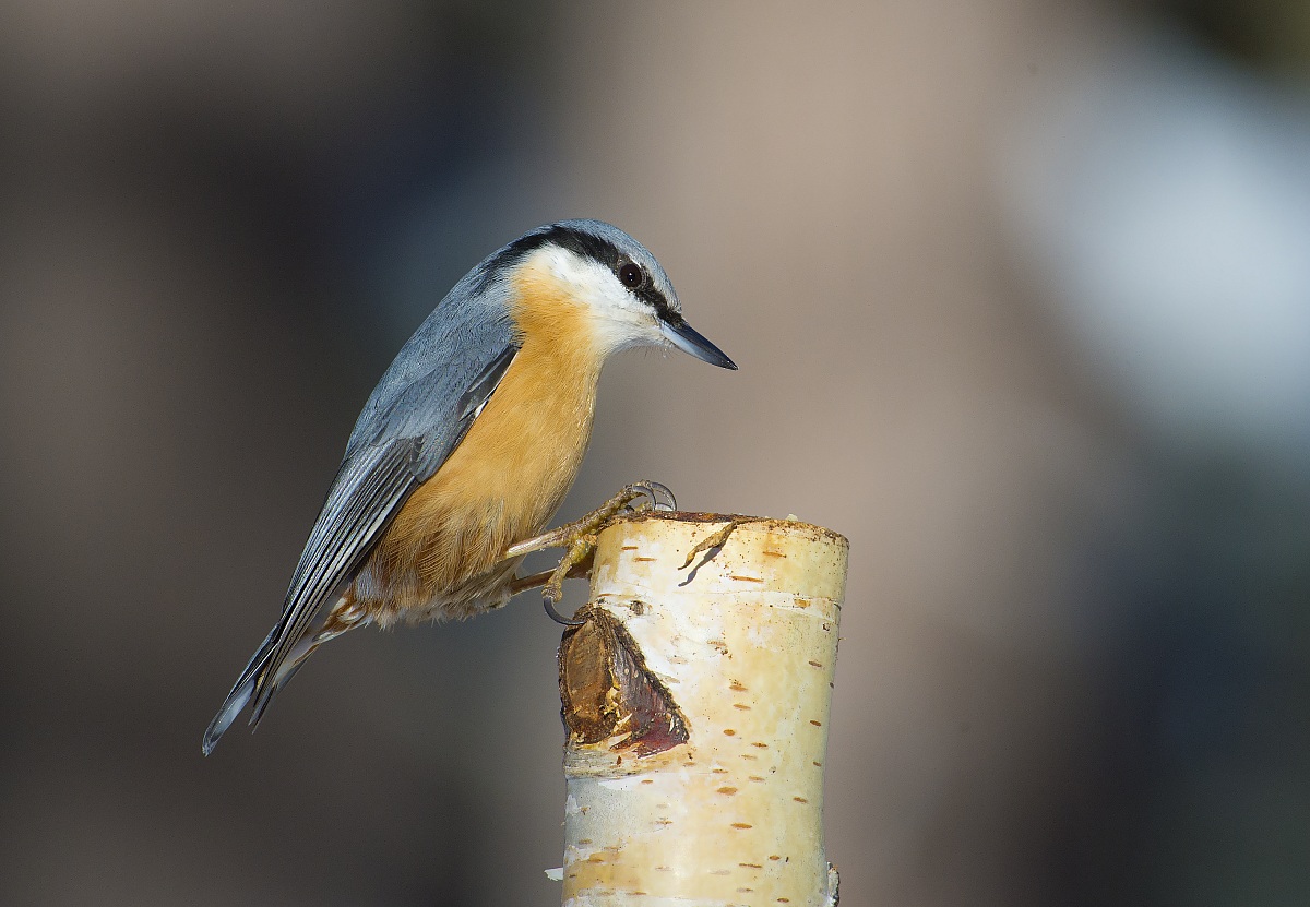 nuthatch