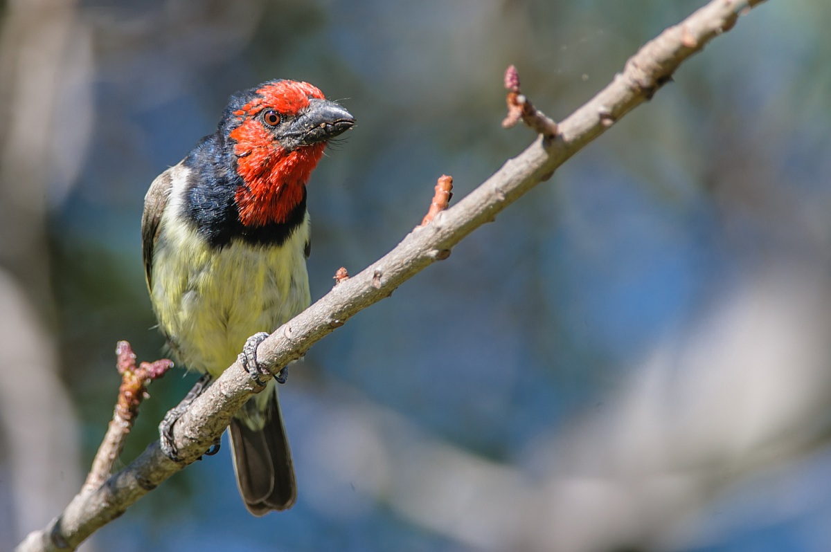 Black-collared Barbet (Lybius torquatus)