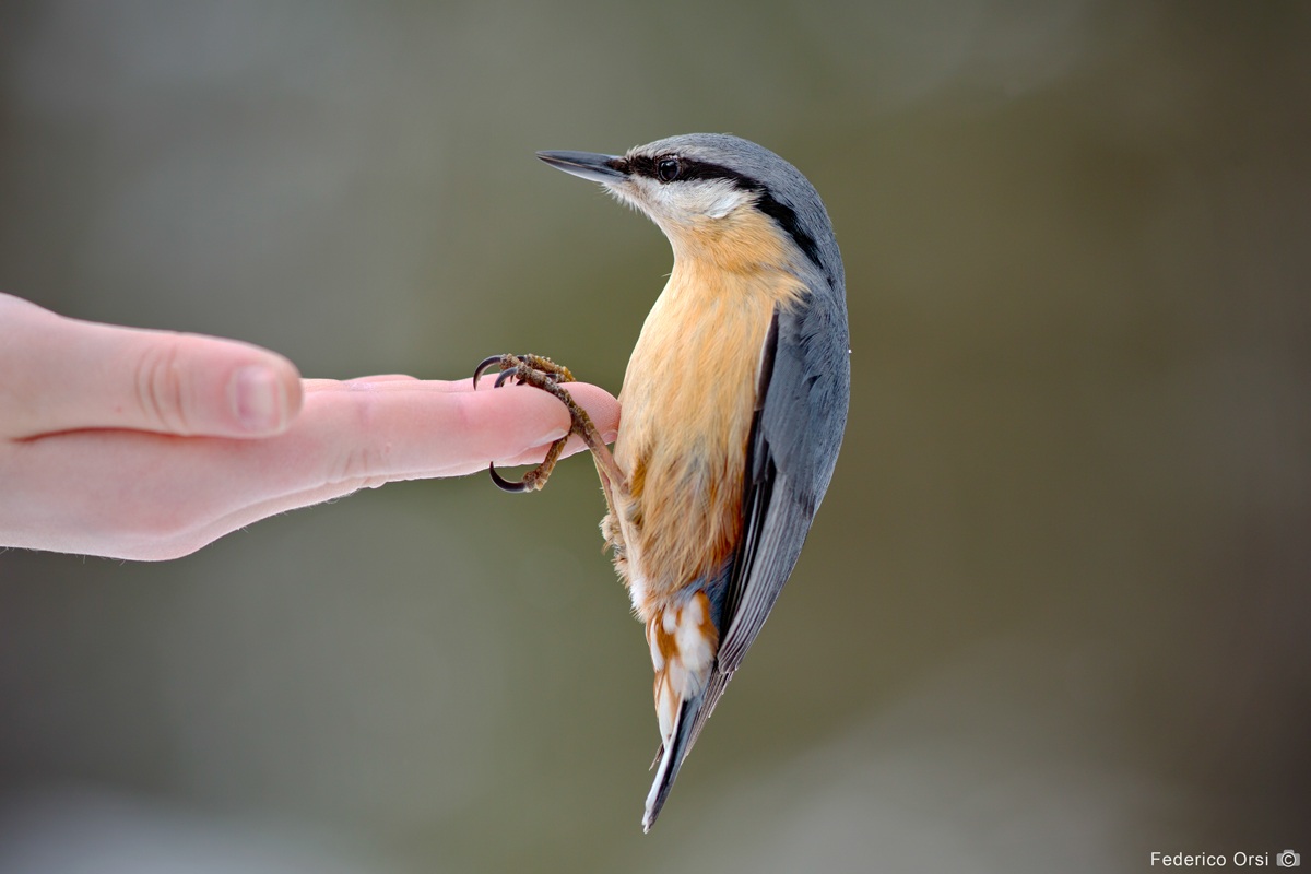 Un picchio per amico