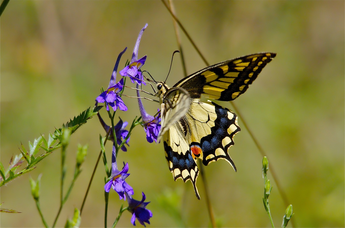 Machaon 500 mm