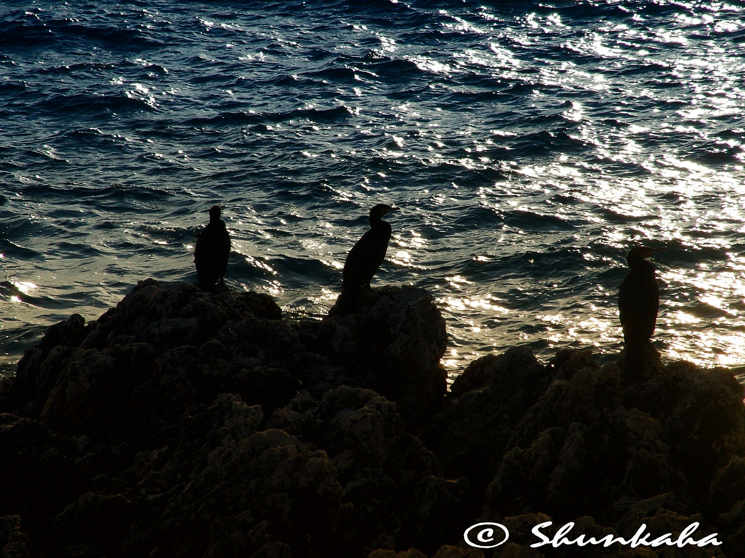 Aspettando la cena - Waiting for dinner