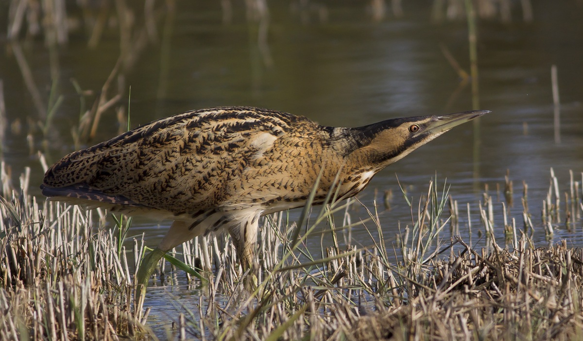 Mr. Bittern