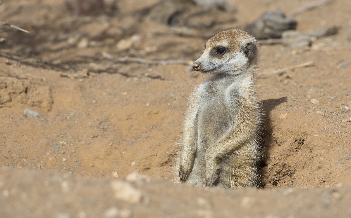 Suricate