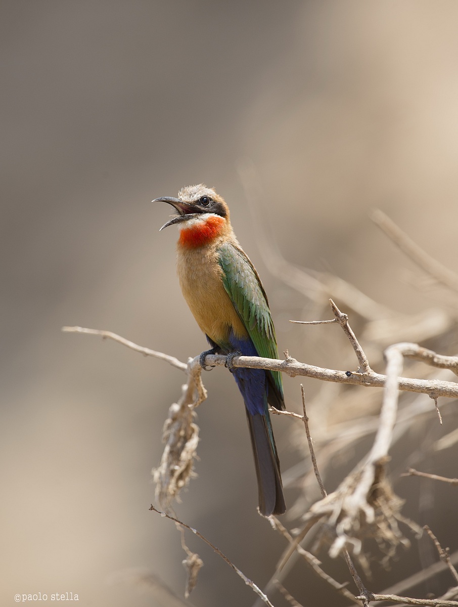 White-fronted Bee-eater