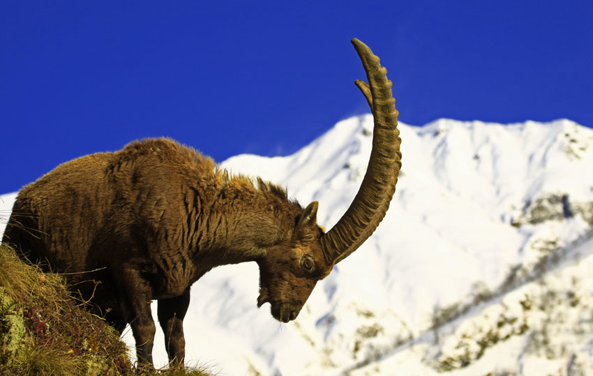 Male ibex