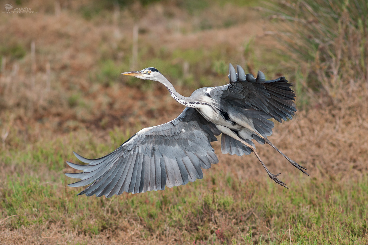 Grey Heron