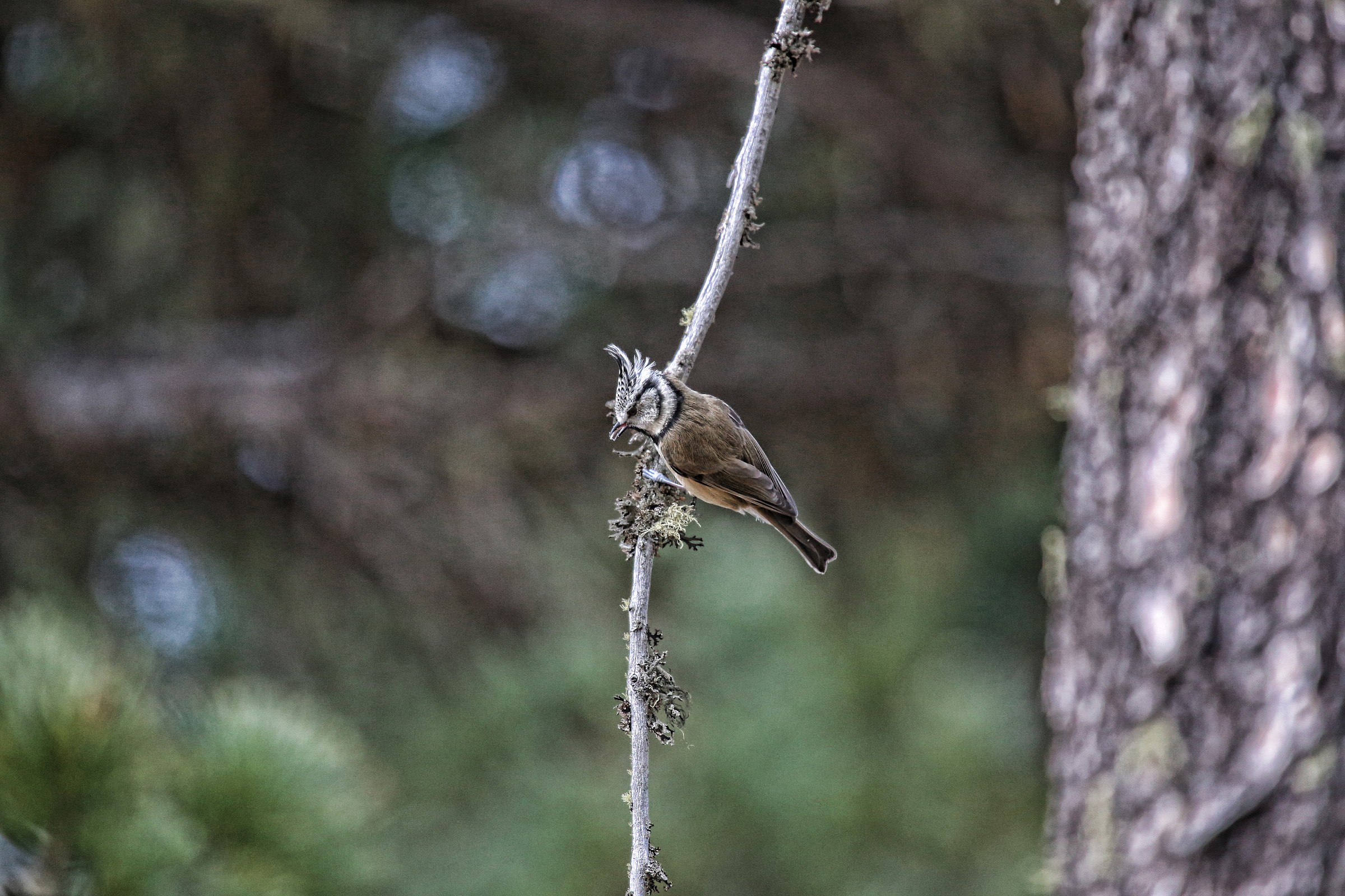Lophophanes cristatus
