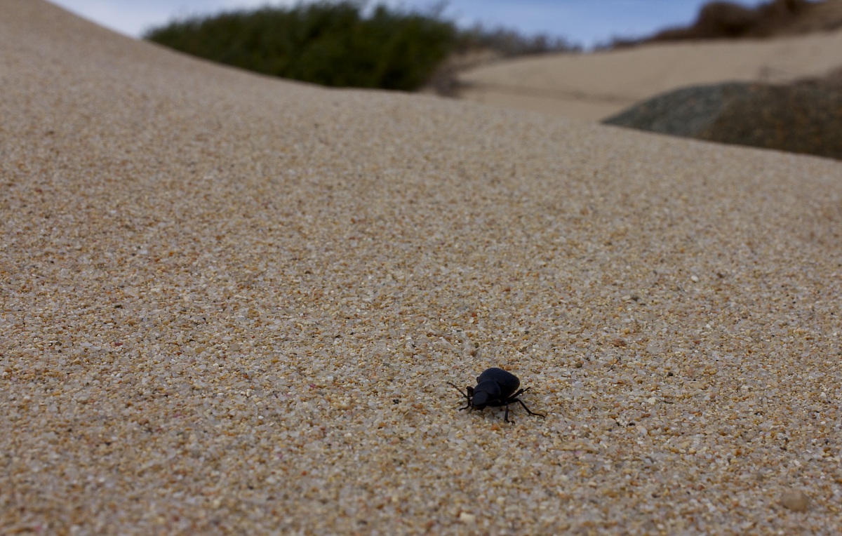 almost like a desert