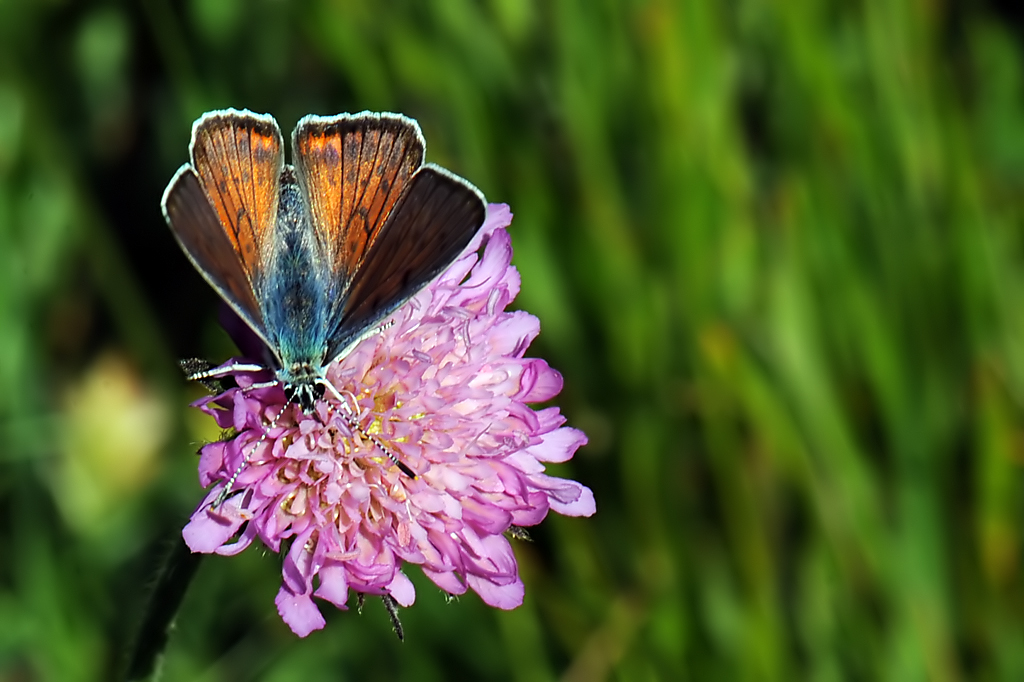 Lycaena alciphron