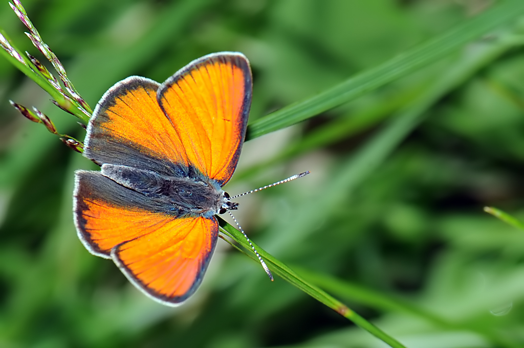 Lycaena eurydame male