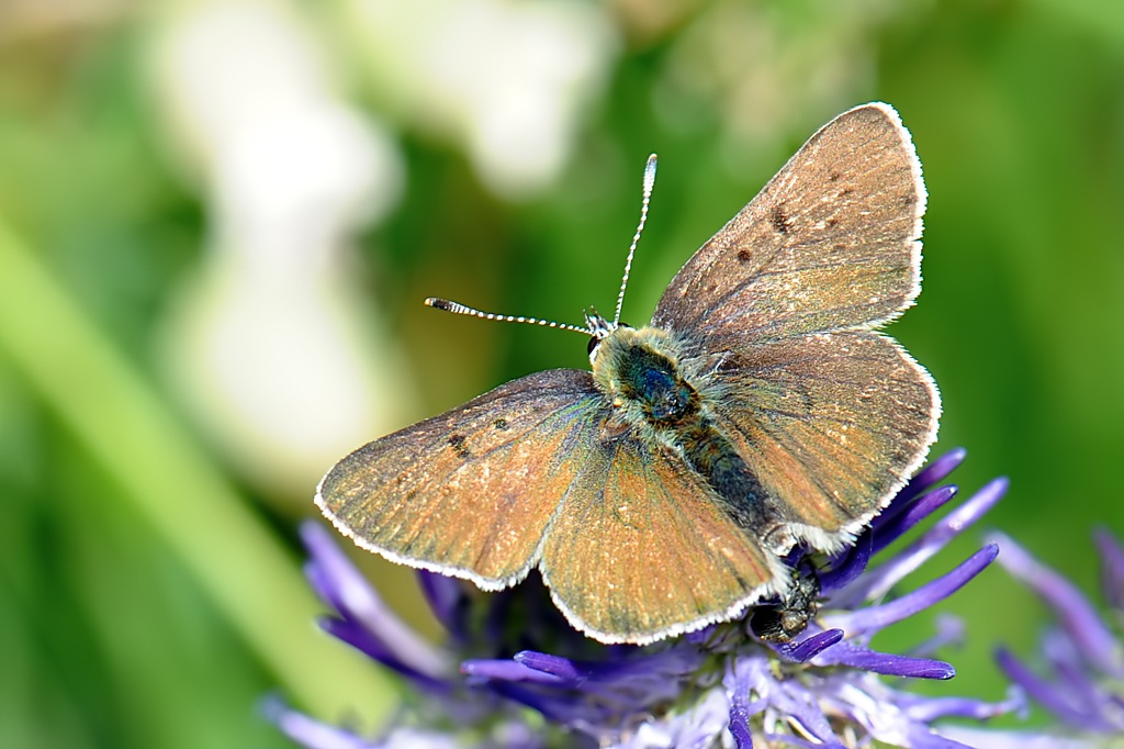 Lycaena subalpine