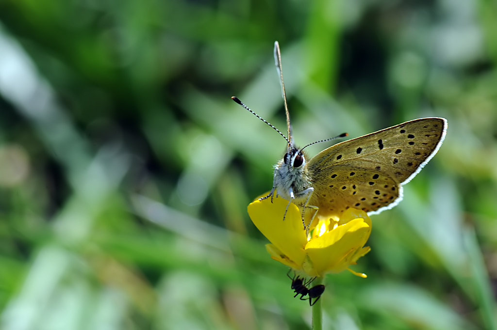 Lycaena subalpine