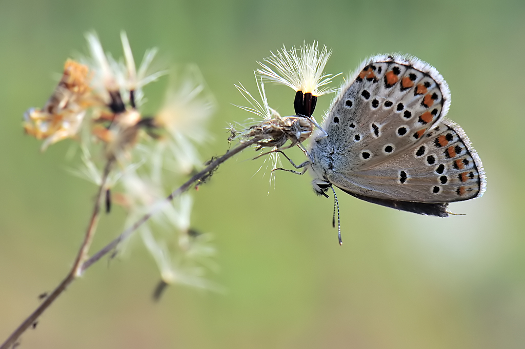 Plebejus (Plebijides) Traps