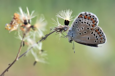 Plebejus trappi