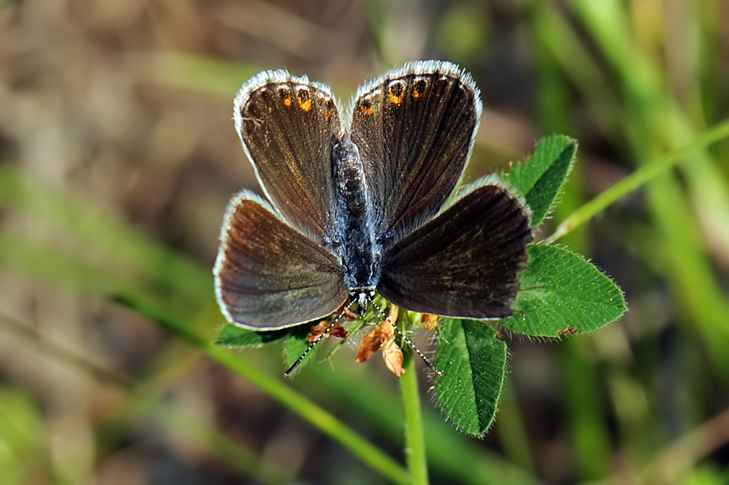 Plebejus (Plebijides) Traps