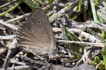 Polyommatus humedase